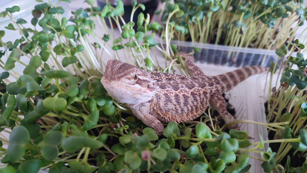 Дракон в микрозелени редиса