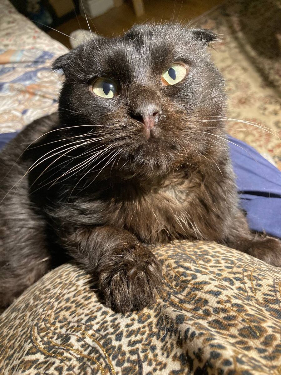 Какая противная болячка у меня