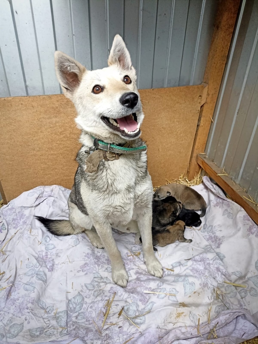 Йоко и её малыши.