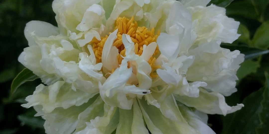 ПИОНЫ - ПРОСТО ГРИН ХАЛО