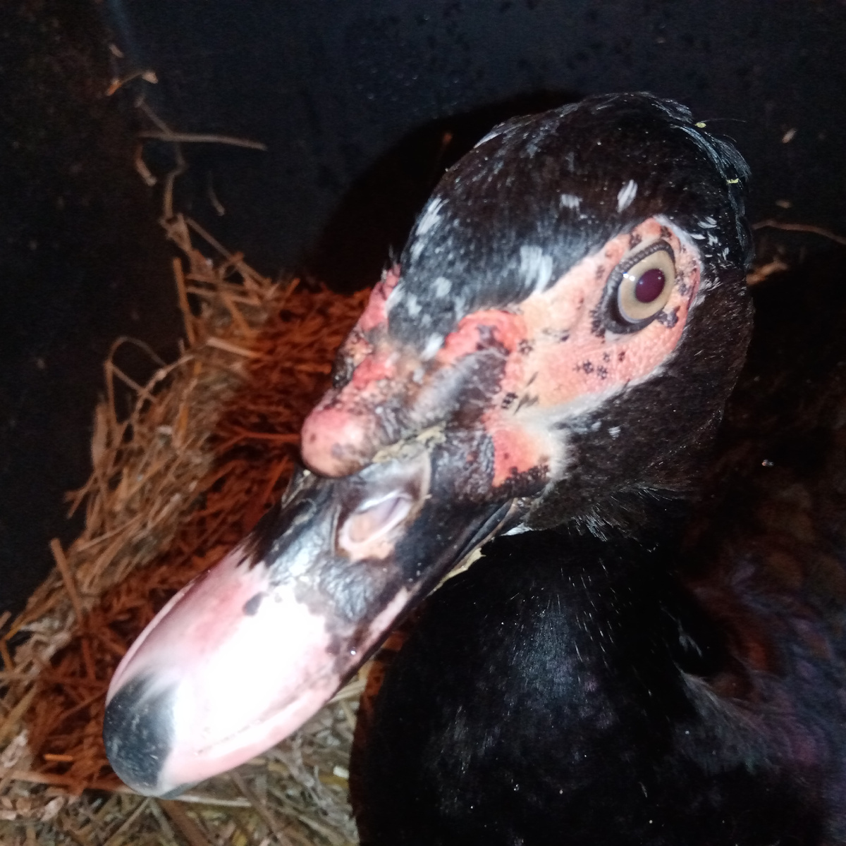 Замуровали! 