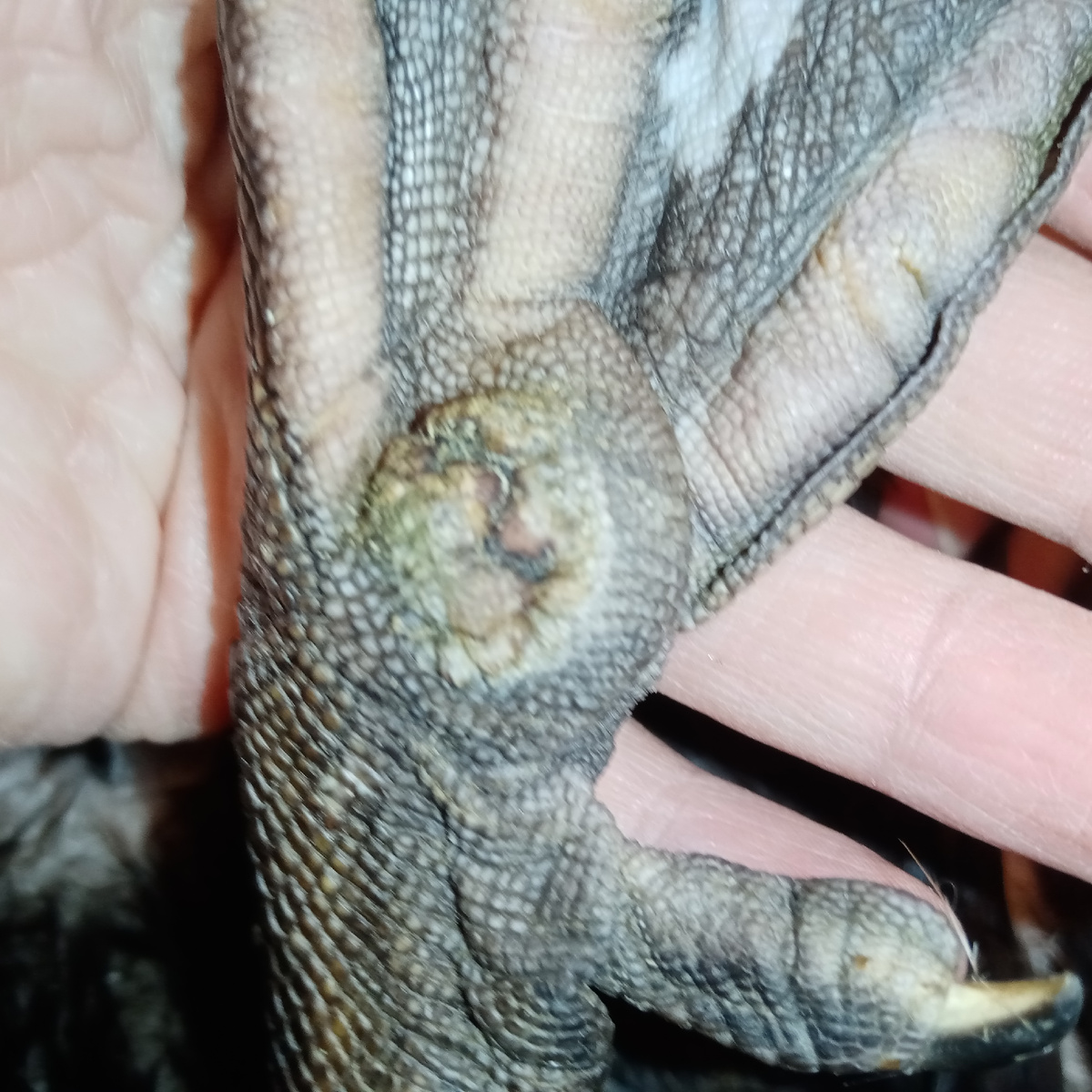 Даже смотреть больно. 