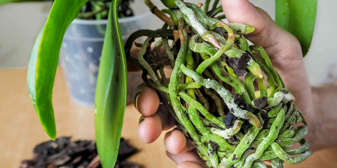 Почему корни орхидеи не растут и «закукливаются»: разбираем причины и спасаем растение