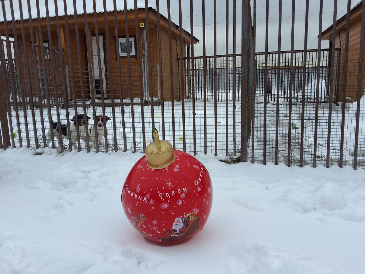 зоогостиница "Атаман" работает при кинологическом центре