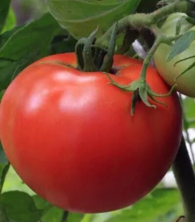 Томат Джина 