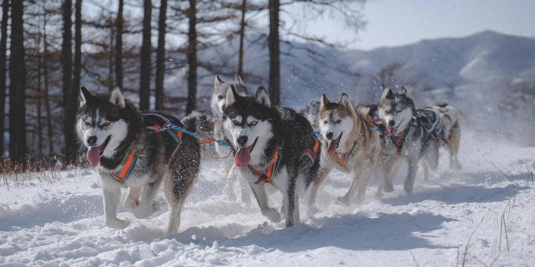 Оправдано ли убийство собак?
