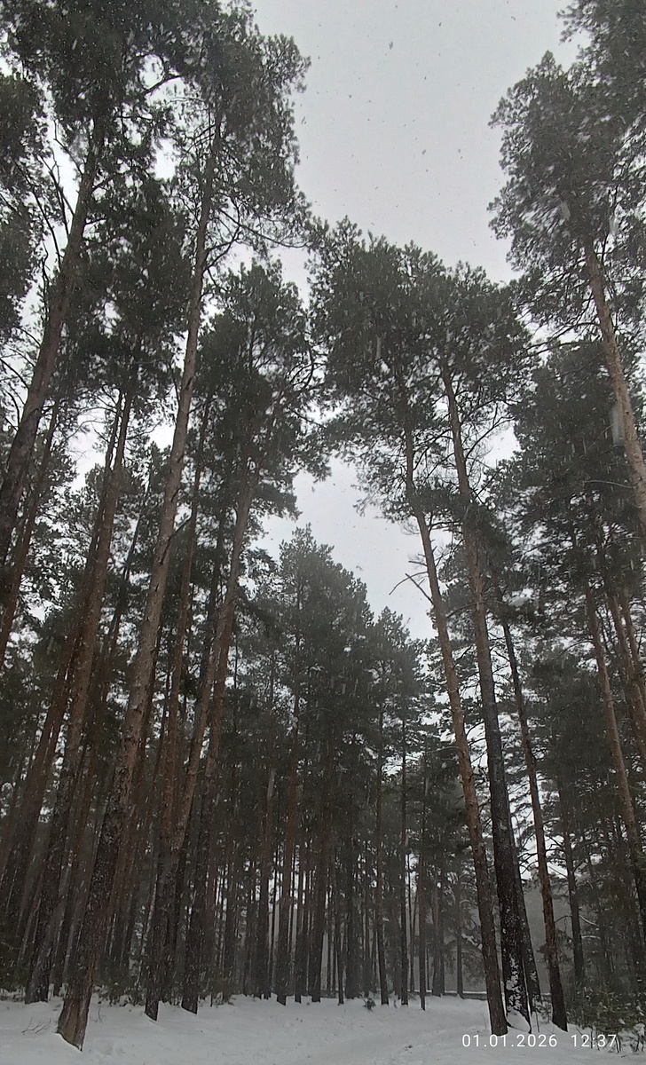 Где-то на просторах моего города. Первая фотография нового года. Фотография автора, январь 2026 года. 
