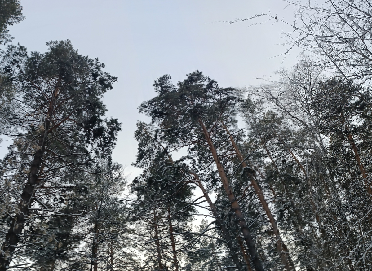 Где-то на просторах моего города. Ленточный бор. Лыжня здоровья. Фотография автора, январь 2026 года. 