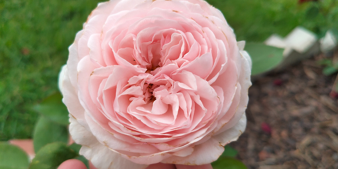 Розы с ароматом