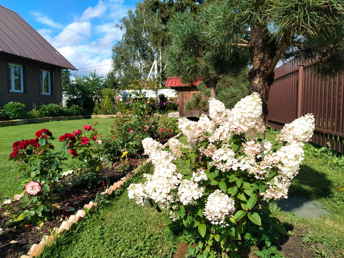 Новые розы первое цветение 2025. Фото автора @Маша Генералова