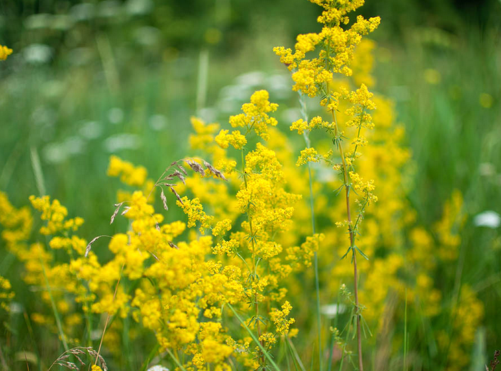 Подмаренник настоящий