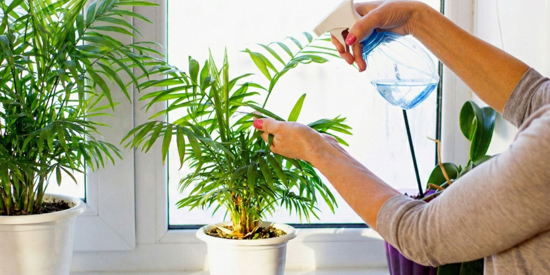 Хамедорея — 6 главных советов по уходу для роскошной пальмы