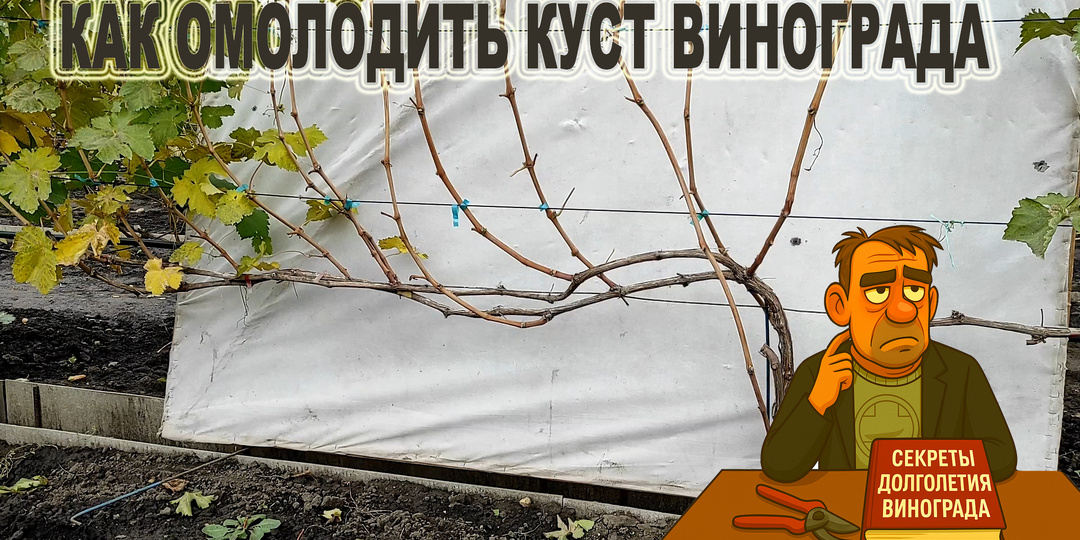 🍇 Простые СЕКРЕТЫ ОБРЕЗКИ И ОМОЛОЖЕНИЯ кустов винограда без потери урожая.