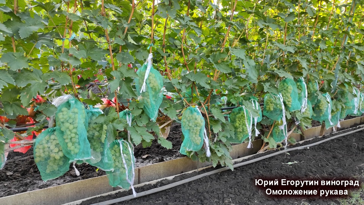 Урожай на этом кусте винограда.