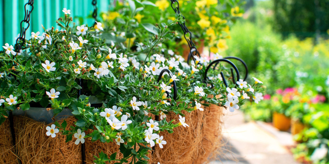 12 лучших цветов для украшения фасада дома