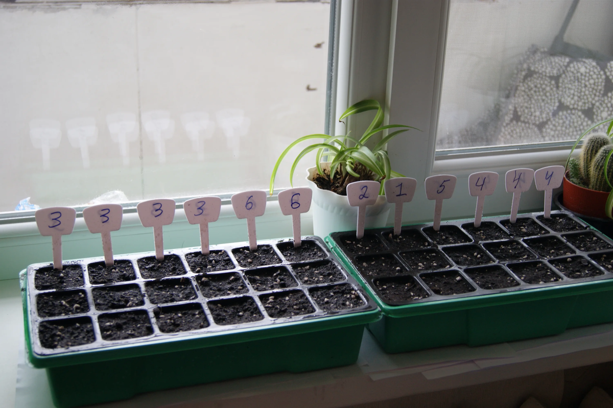 Почему январь — удачное время для посева рассады цветов и овощей