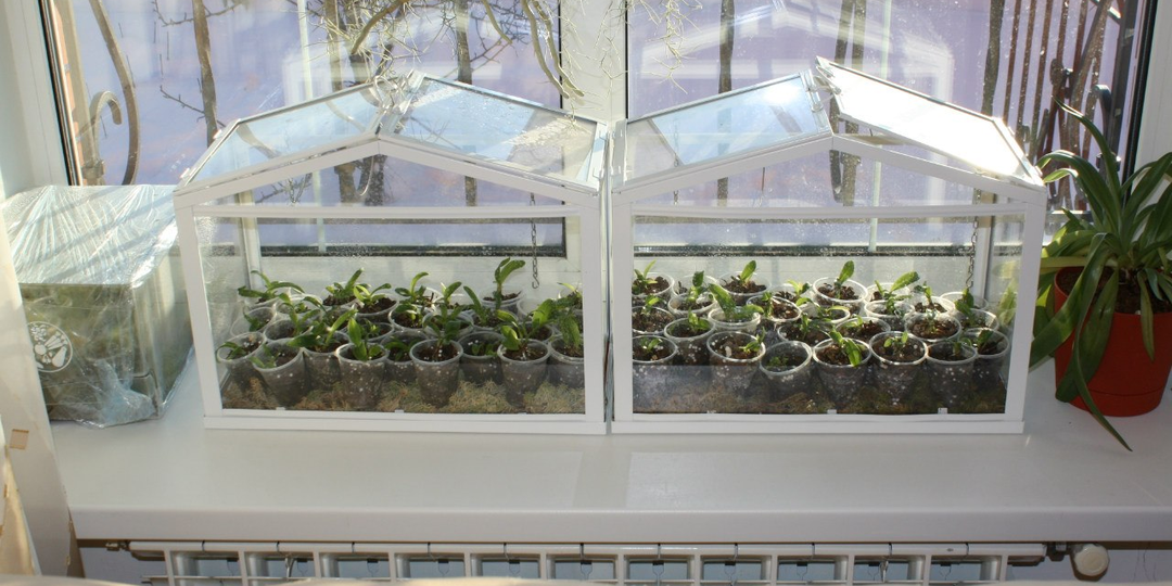 Январь — старт для суперрассады: что сеять, чтобы собрать урожай раньше всех