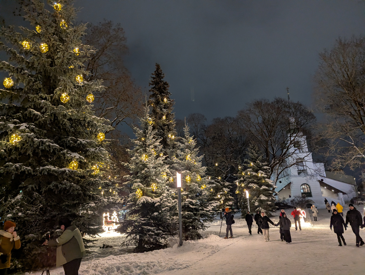 Живые елки в парке