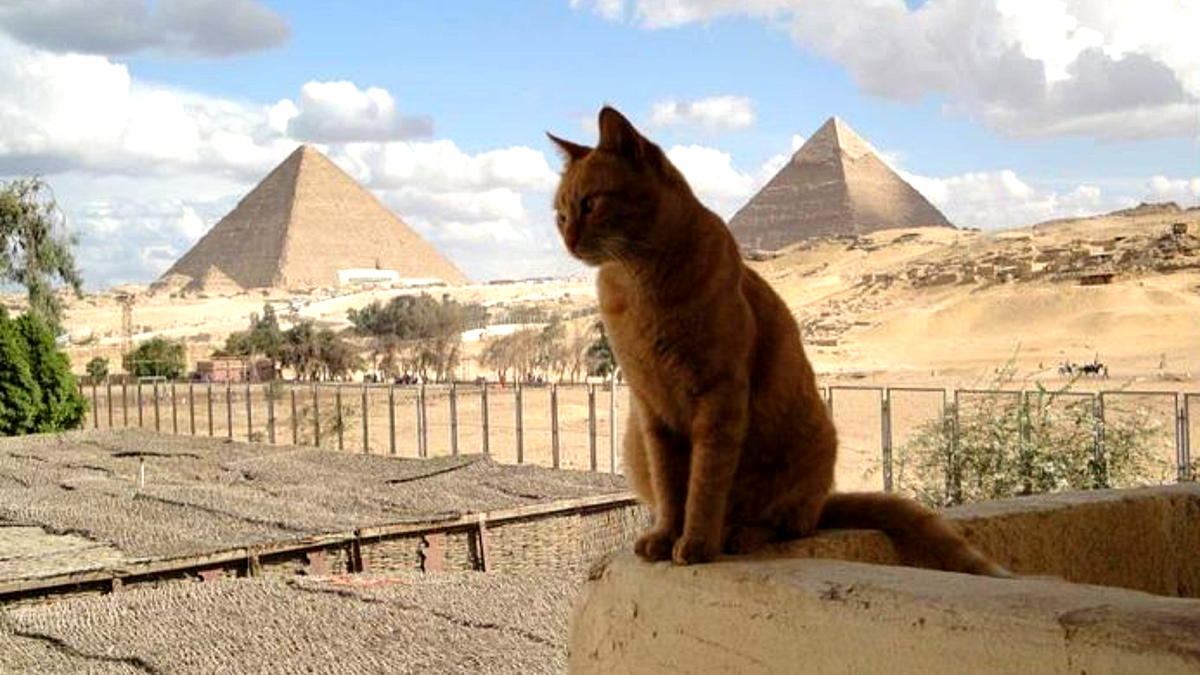 Сегодня кошки лишь случайные гости египетских пирамид...