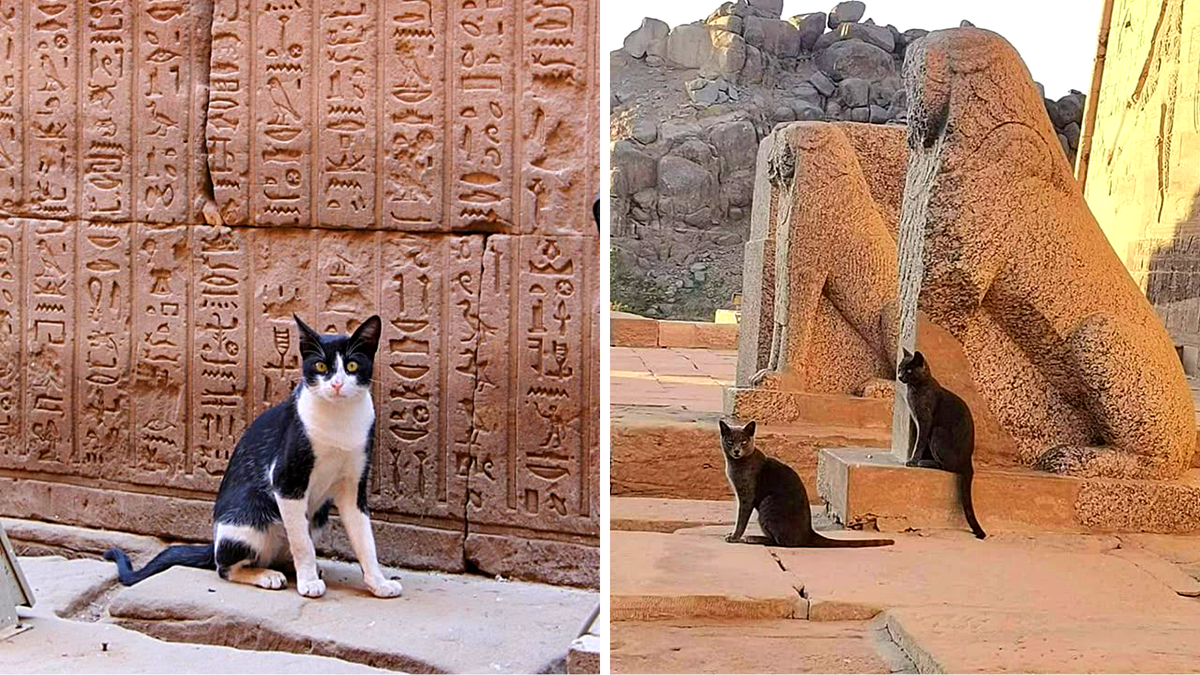 ...хотя и сейчас к ним отнсятся очень миролюбиво