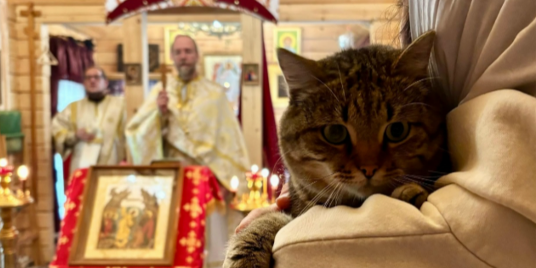 Служба службой, а обед по расписанию: кошки в церквях и храмах (интересные факты с фото)