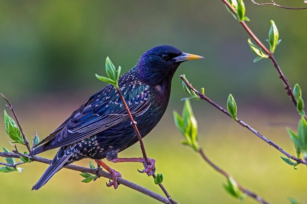 Ajnj c cfqnf^ https://poembook.ru/poem/2890110-skvorets