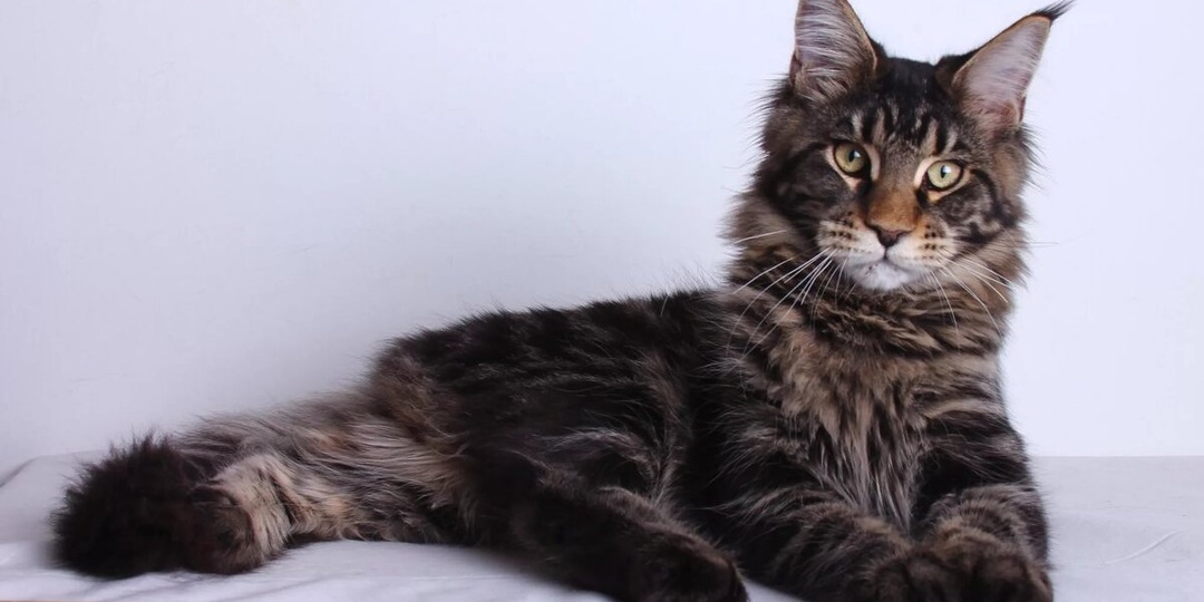 Почему гипертрофическая кардиомиопатия (ГКМП) так распространена у мейн-кунов?