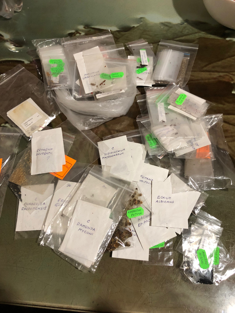 Старые семена