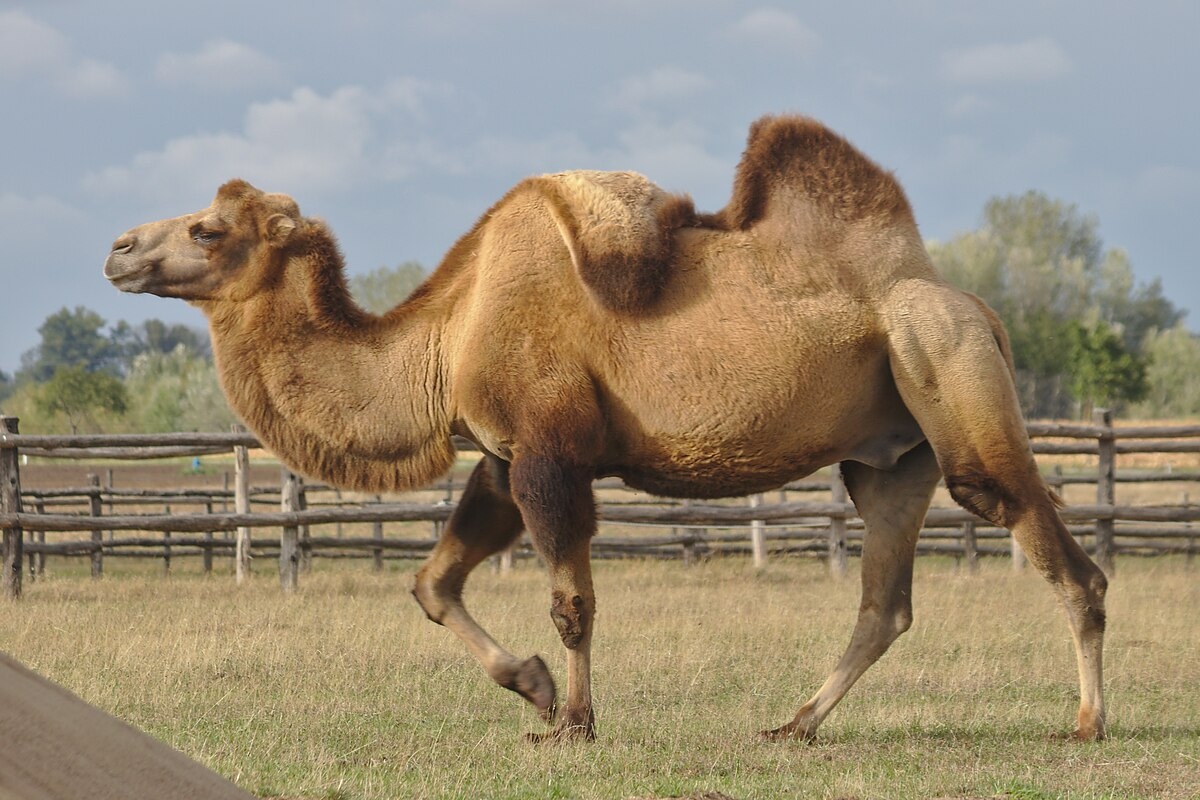 Фото с сайта: https://commons.wikimedia.org/wiki/File:2017-09-03_AT_Engelhartstetten,_Schloss_Hof,_Camelus_ferus_(33364128088).jpg