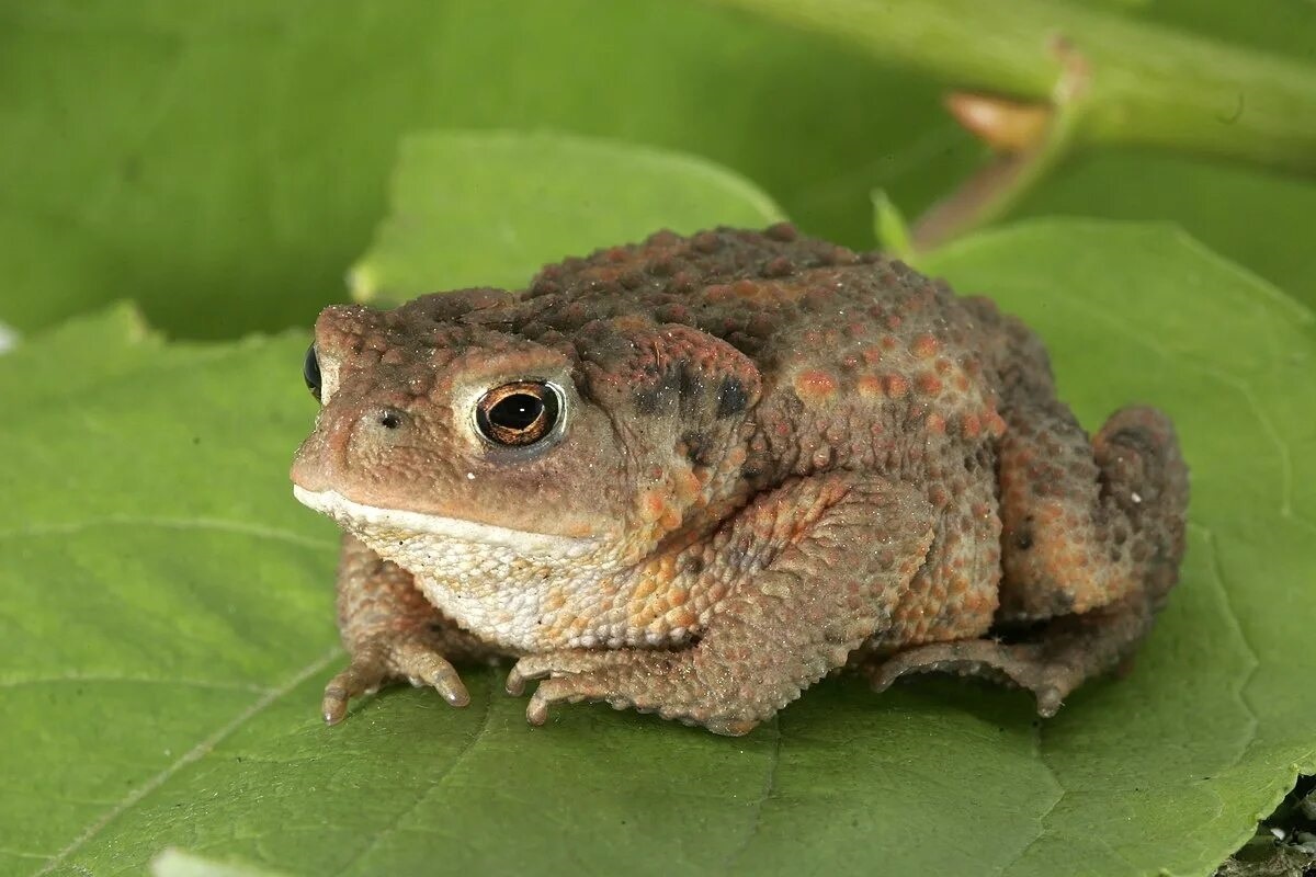 Фото с сайта: https://commons.wikimedia.org/wiki/File:Bufo_bufo_03.jpg