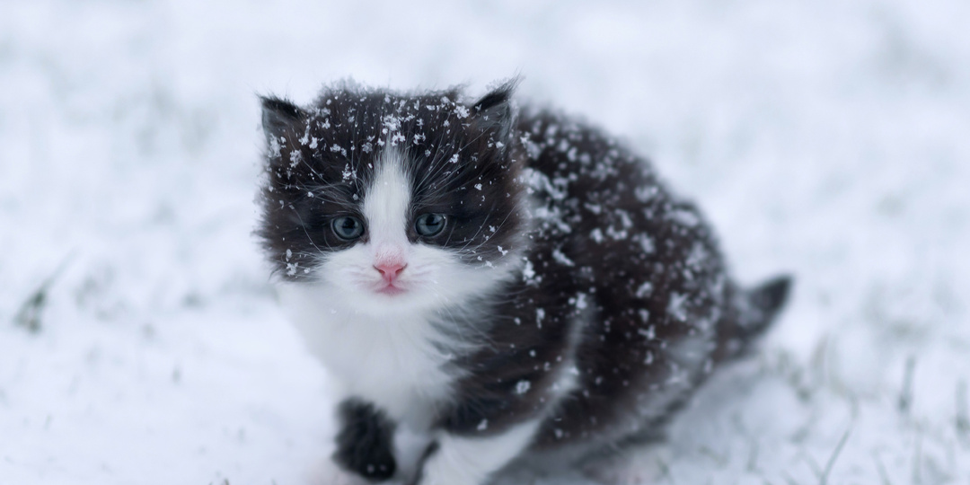 В ожидании чуда