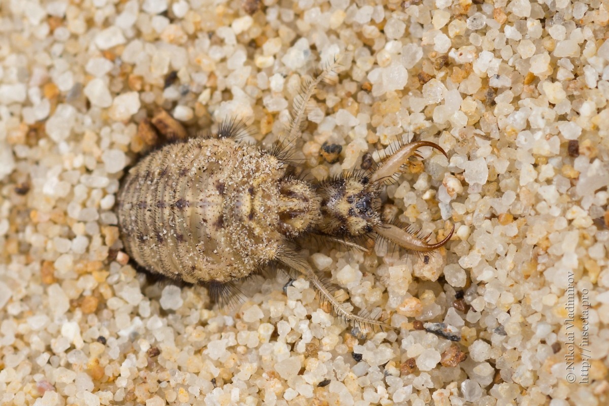 Фото с сайта: https://insecta.pro/ru/gallery/74167