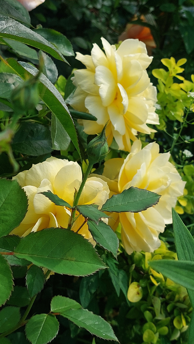 Зе Пилгрим. "Остинка"