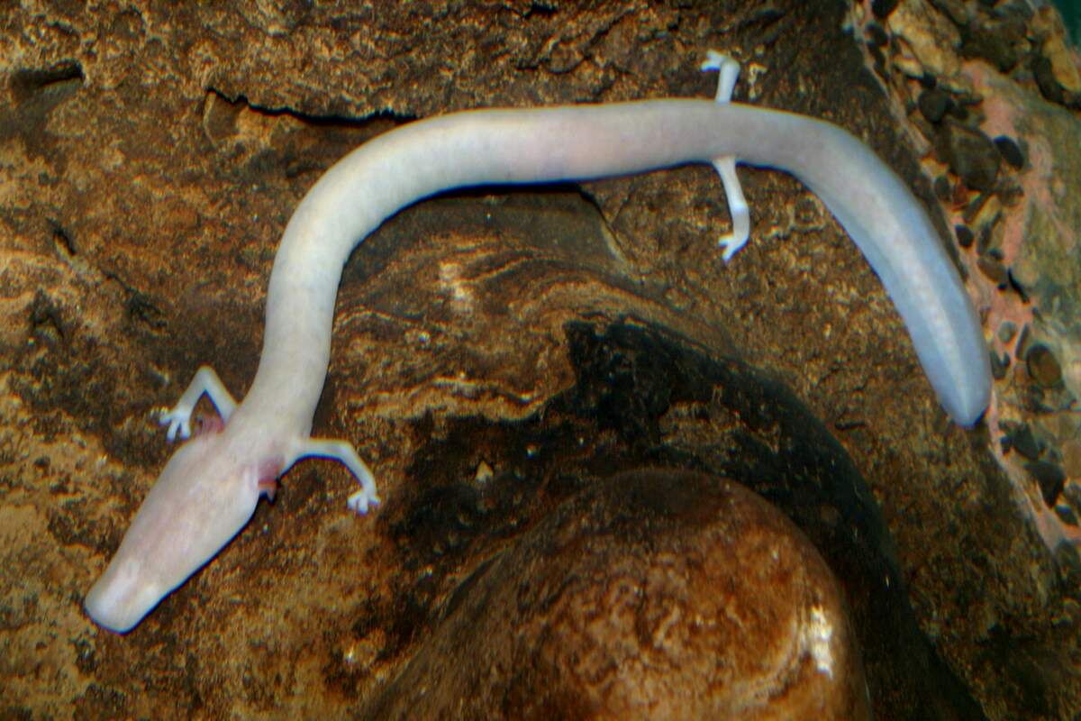 Фото с сайта: https://animalreader.ru/protey-evropeyskiy-olm-amfibiya-dolgozhitel.html