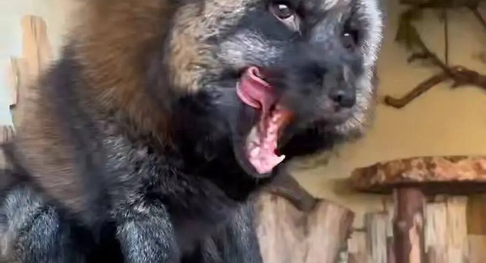 В Ленинградском зоопарке показали чёрнобурого лиса Персея