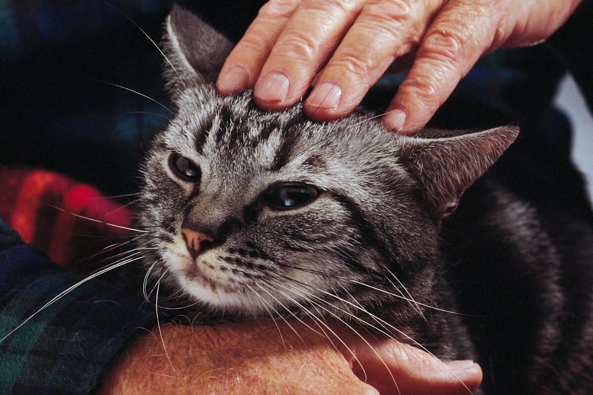 Домашний полосатый кот наслаждается поглаживанием