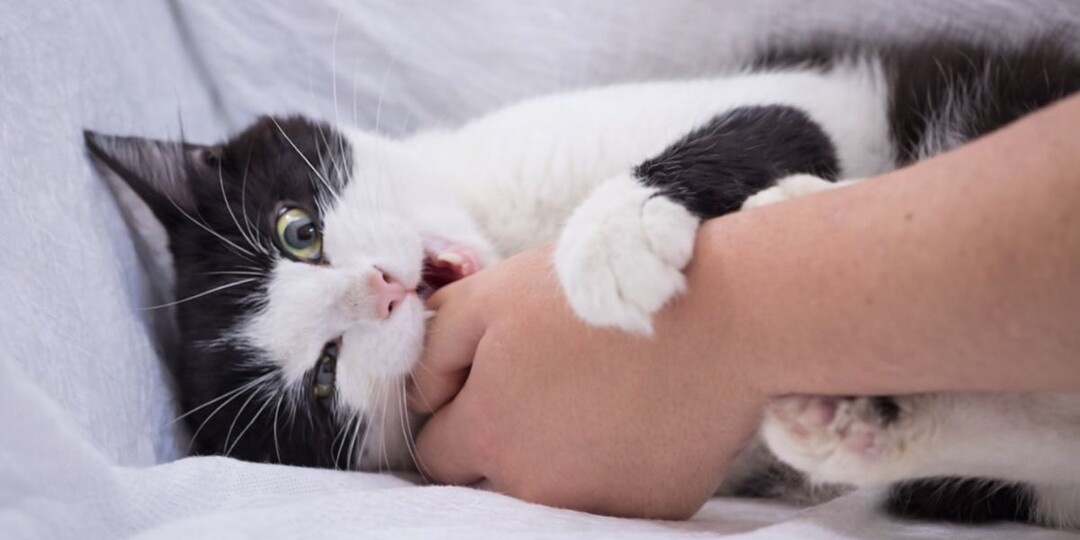 Почему одни кошки обожают ласку, а другие нет: дело не в характере