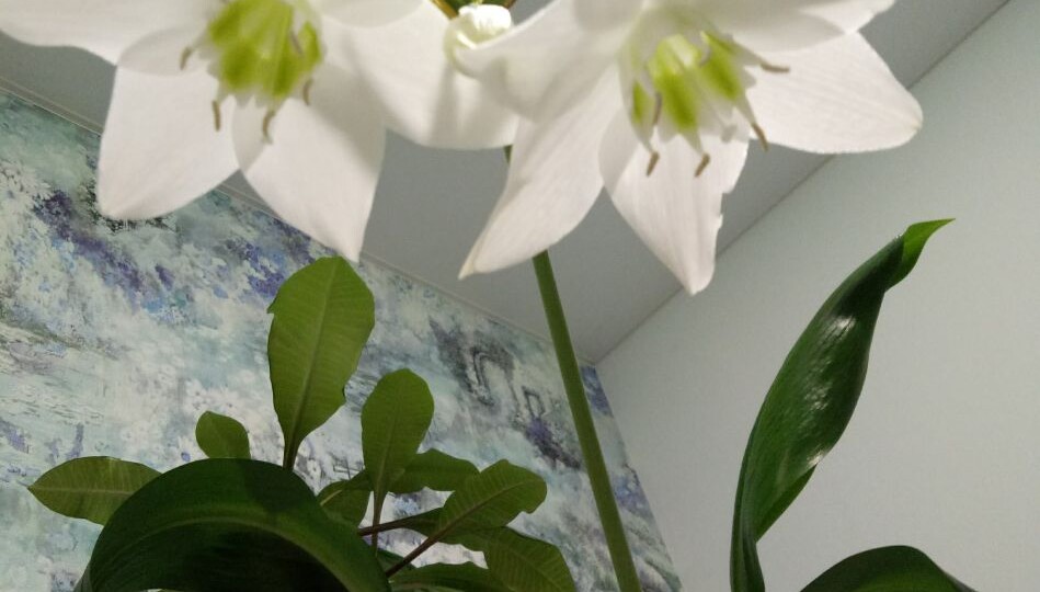 Эухарис — амазонская лилия: как вырастить благородное цветение и сохранить густую, здоровую листву