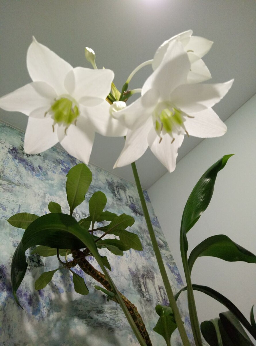 Мой Эухарис цветет и радует