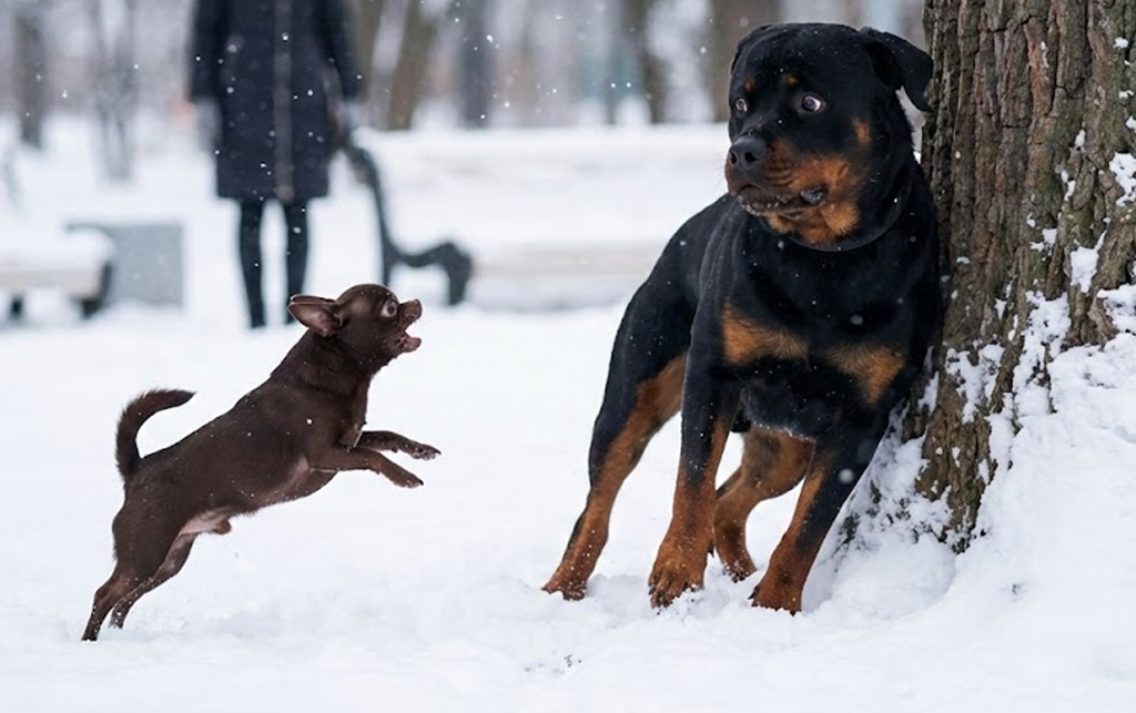 Почему собака лает на сородичей? Дело не в характере / Изображение: AlphaPet
