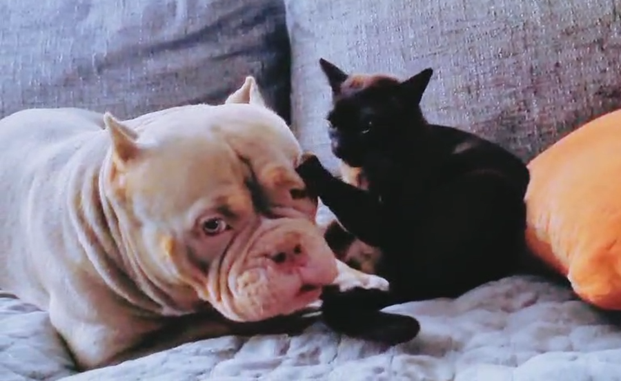 Булли Лейла и бурма Круз. Сеанс доверия