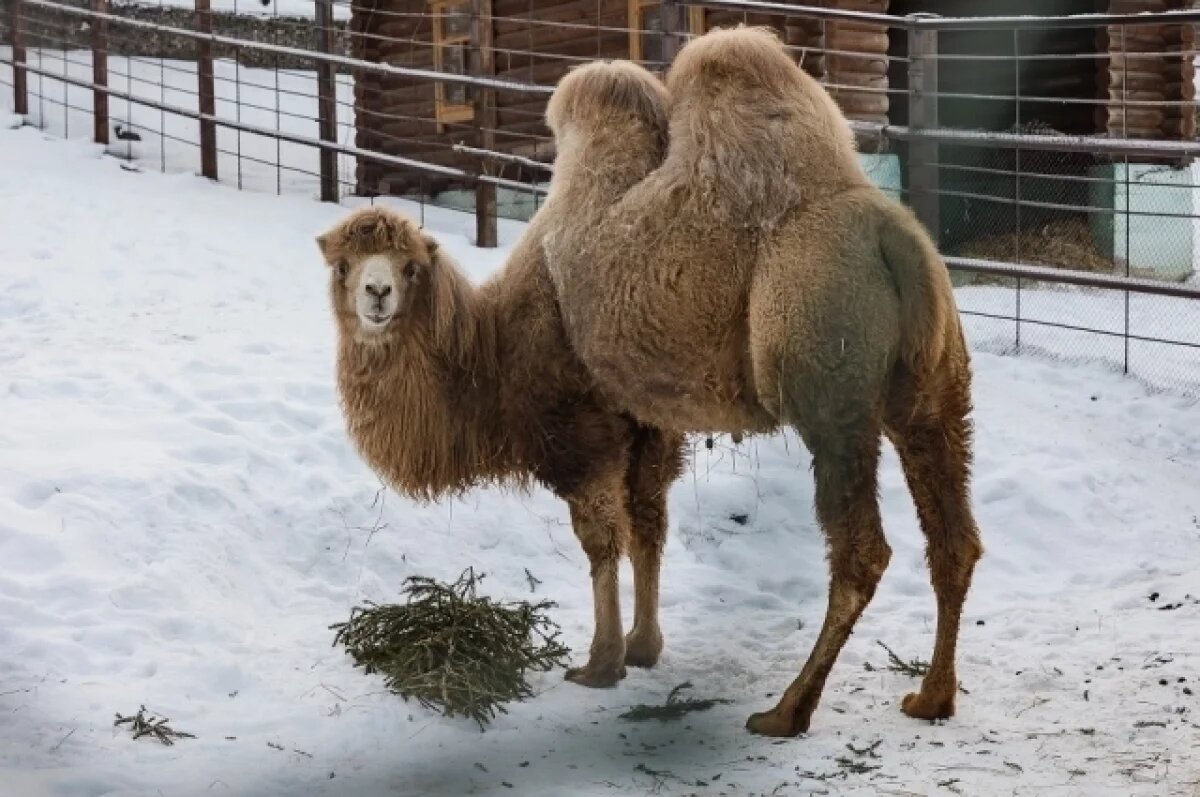    В зоопарке приняли только свежие хвойные после елочных базаров