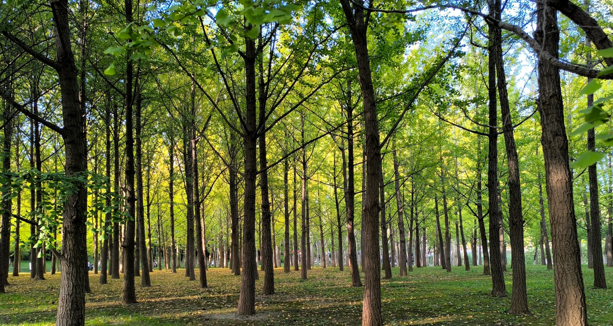 Посаженный гинкговый лес в Олимпийском лесопарке Пекина