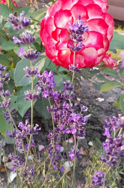 Цветок Юбилея пр. Монако