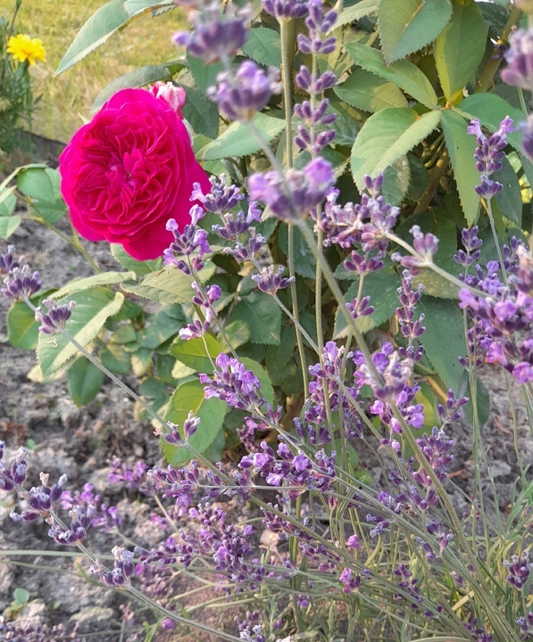 Цветок Манстед Вуда