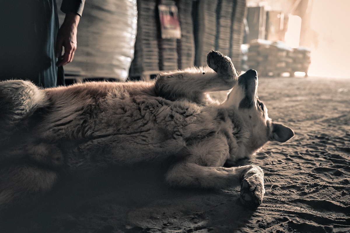 фото Сергея Елесина "Утро"