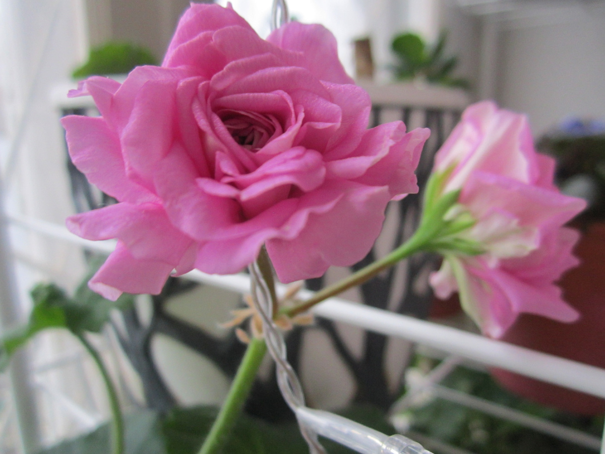 проводок это новогодняя гирлянда 