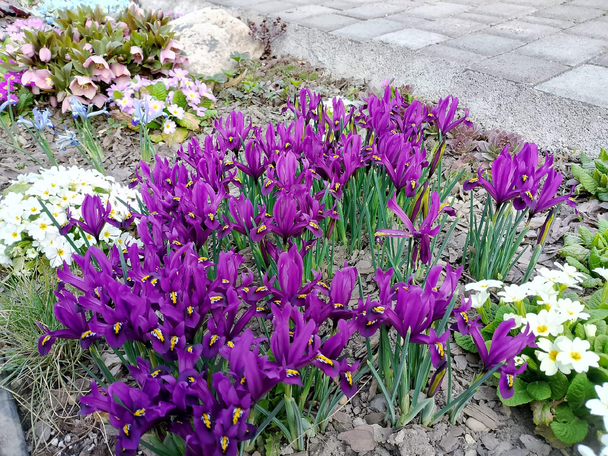 Предположительно иридодиктум J.S. Dijt