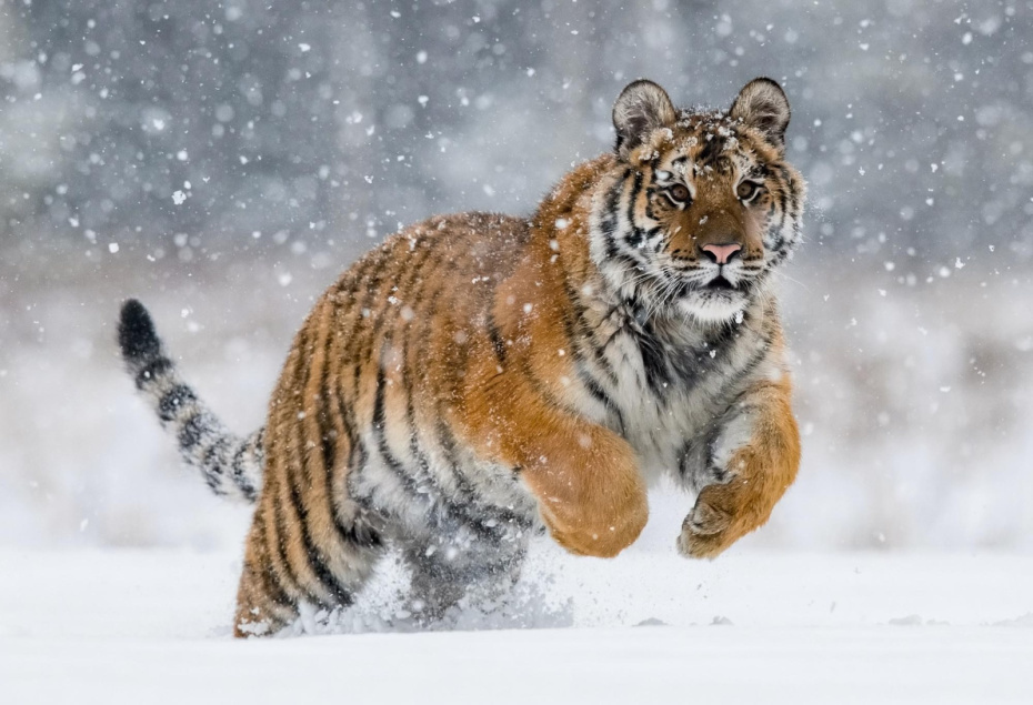    Shutterstock/FOTODOM