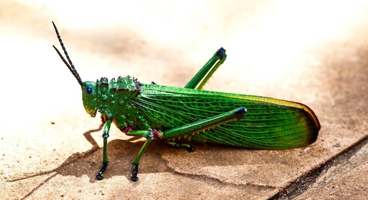 Фотография из интернета